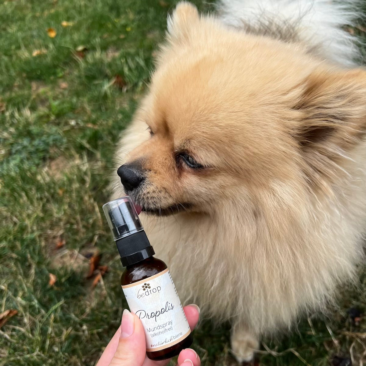 Tier Set | Propolis Spray (alkoholfrei) & Manuka Honig MGO 500+